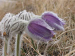 hairy flowers